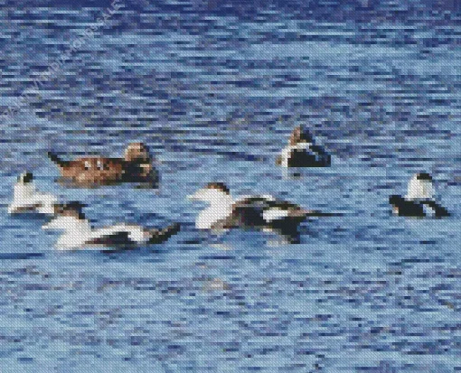 Common Eider Birds Swimming Diamond Painting