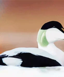 Common Eider Close Up Diamond Painting