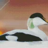 Common Eider Close Up Diamond Painting