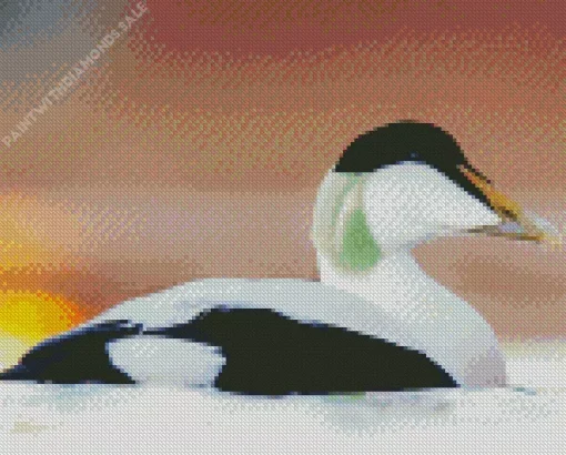 Common Eider Close Up Diamond Painting