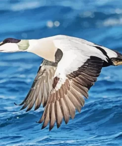 Common Eider Flying Diamond Painting