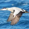 Common Eider Flapping Wings Diamond Painting