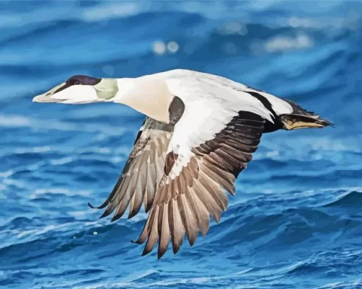 Common Eider Flapping Wings Diamond Painting