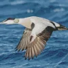 Common Eider Flying Diamond Painting