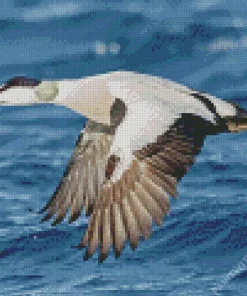 Common Eider Flying Diamond Painting