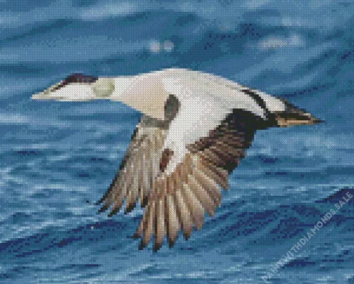 Common Eider Flying Diamond Painting