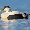 Common Eider In The Water Diamond Painting