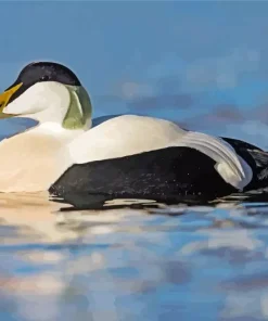 Common Eider In The Water Diamond Painting