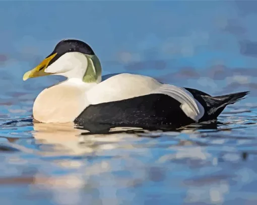 Common Eider In The Water Diamond Painting