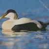 Common Eider In The Water Diamond Painting