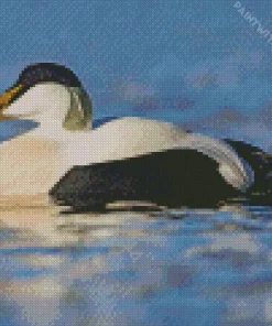 Common Eider In The Water Diamond Painting