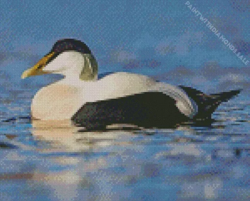 Common Eider In The Water Diamond Painting