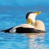 Common Eider Relaxing Diamond Painting