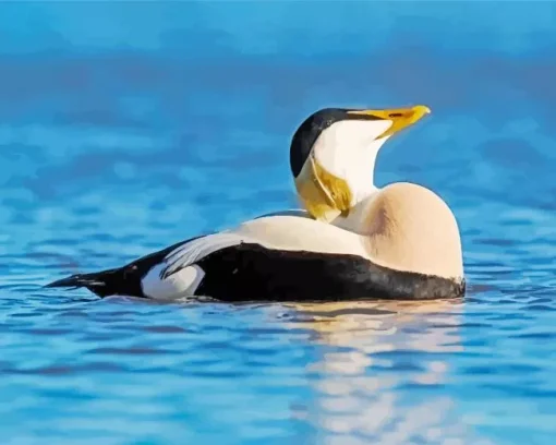 Common Eider Relaxing Diamond Painting