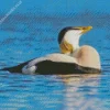 Common Eider Relaxing Diamond Painting