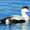 Common Eider Swimming Diamond Painting