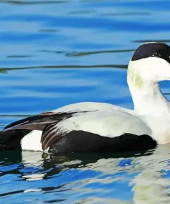 Common Eider Swimming Diamond Painting