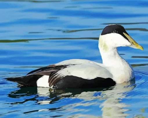 Common Eider Swimming Diamond Painting