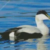 Common Eider Swimming Diamond Painting