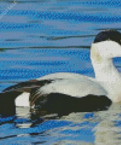 Common Eider Swimming Diamond Painting