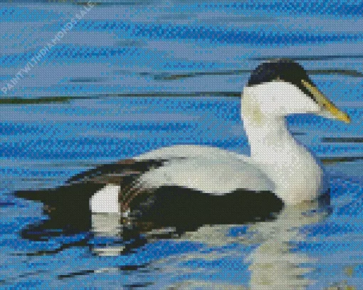 Common Eider Swimming Diamond Painting