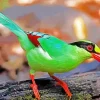 Common Green Magpie Diamond Painting