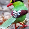 Common Green Magpie Bird Diamond Painting