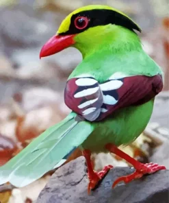 Common Green Magpie Bird Diamond Painting