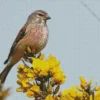 Common Linnet Diamond Painting