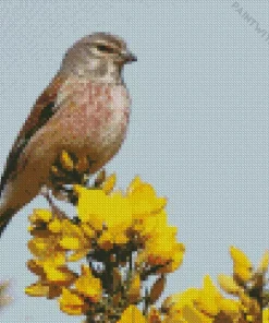 Common Linnet Diamond Painting