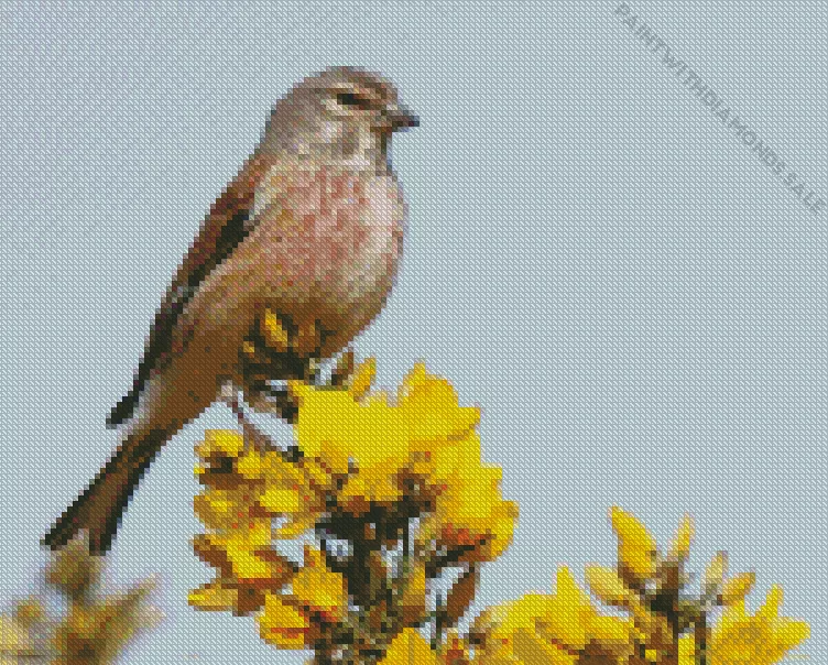 Common linnet Diamond Dotz Common Linnet Diamond Painting