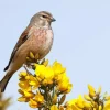 Common Linnet Diamond Painting