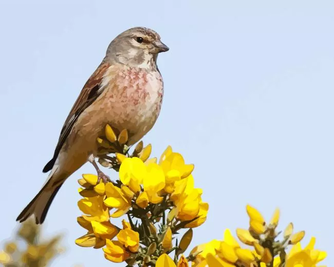 Common linnet Diamond With Numbers Common Linnet Diamond Painting