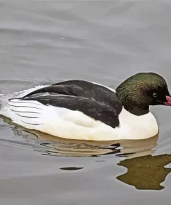 Common Merganser Diamond Painting