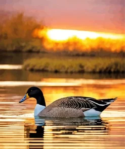 Common Merganser And Sunset Diamond Painting