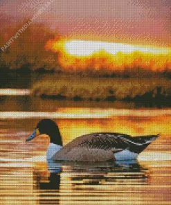 Common Merganser And Sunset Diamond Painting