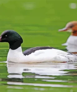 Common Merganser Bird Diamond Painting