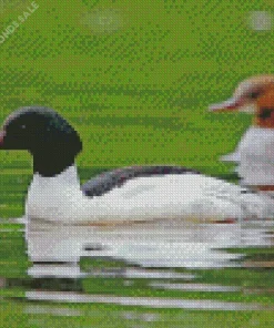 Common Merganser Bird Diamond Painting