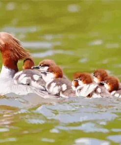 Common Merganser Birds Family Diamond Painting