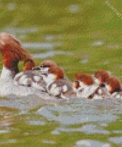 Common Merganser Birds Family Diamond Painting