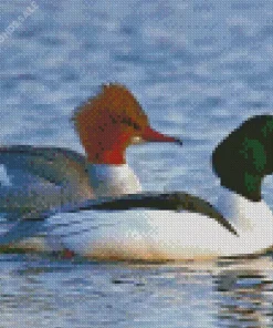 Common Merganser Couple Birds Diamond Painting