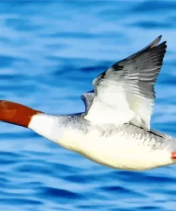 Common Merganser Flying Over A Lake Diamond Painting