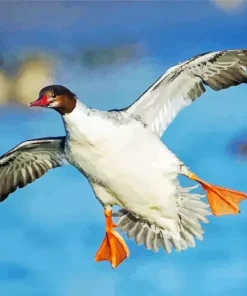 Common Merganser Flying Diamond Painting