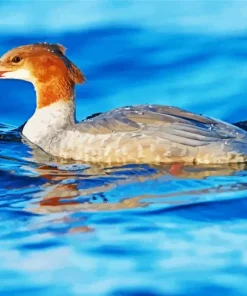 Common Merganser In A Blue Lake Diamond Painting