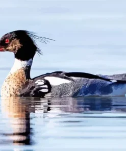 Common Merganser Reflection In Water Diamond Painting