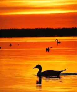 Common Merganser Silhouette Diamond Painting