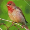 Common Rosefinch Diamond Painting