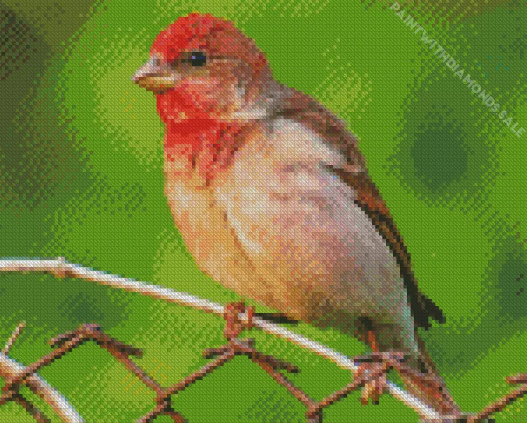 Common rosefinch Diamond Dotz Common Rosefinch Diamond Painting