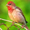 Common Rosefinch Diamond Painting