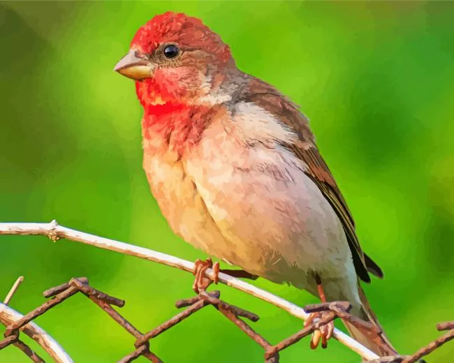 Common rosefinch Diamond With Numbers Common Rosefinch Diamond Painting